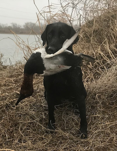 Canvasback duck hunting - Four Curl Nation