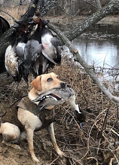 Four Curl Nation duck retrievers are awesome - Blaze