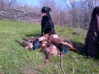 Duck Dogs getting after pheasants
