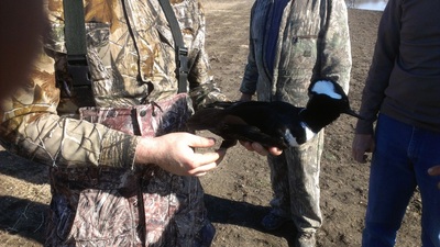 TX Duck Hunting
