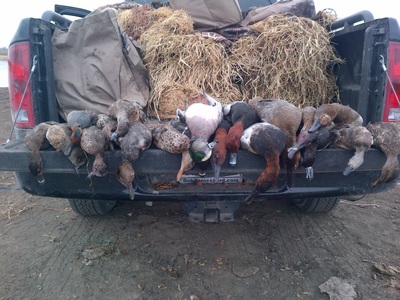 Mixed bag of ducks - Four Curl Nation