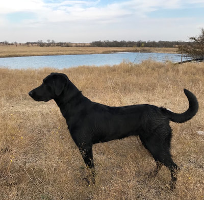 Four Curl Nation duck retrievers are awesome - Luci
