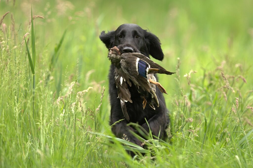 Retriever legacy